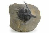 Spiny Psychopyge Trilobite - Issoumour, Morocco #300592-1